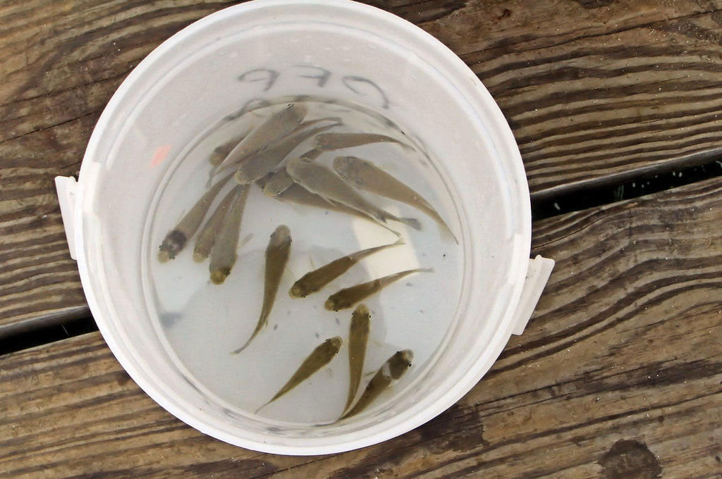 Live Bait – How to Find It
