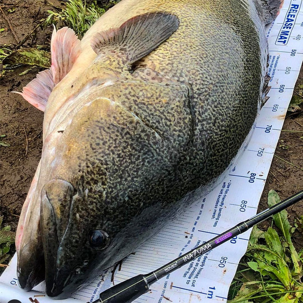 Murray Cod Hot Spot: Murray River, Vic/NSW