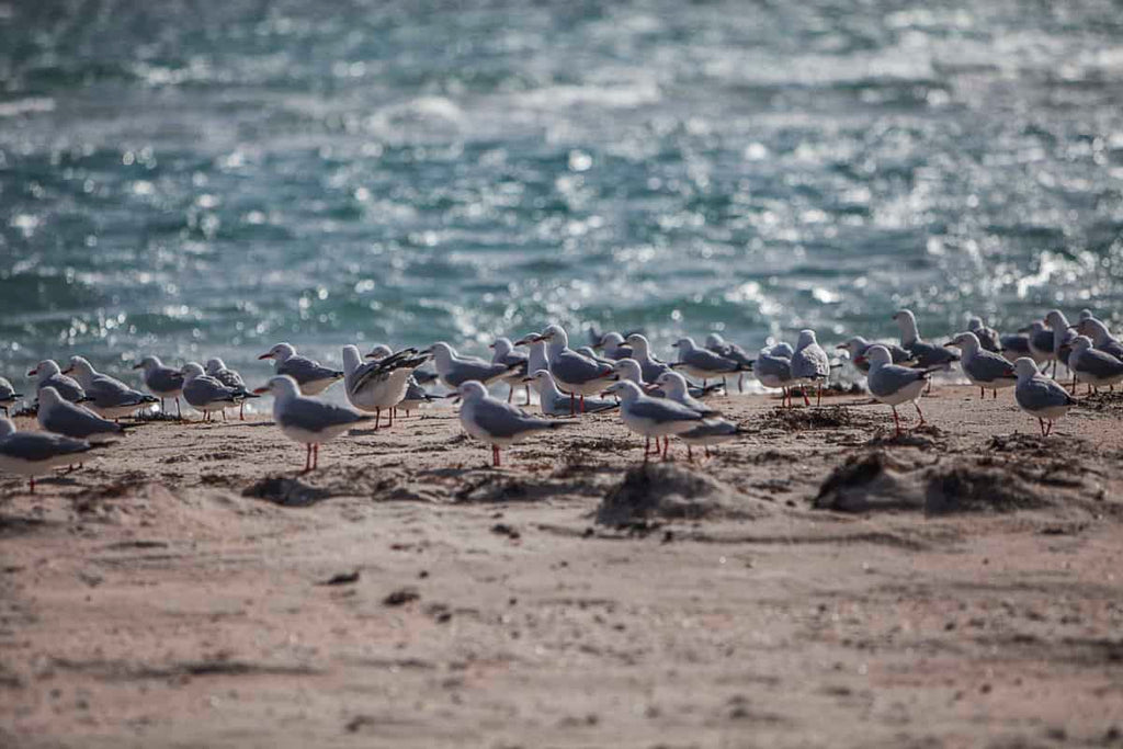 Finding fish by watching birds