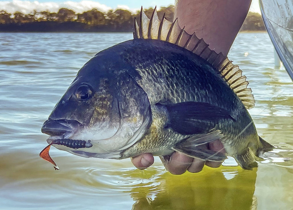 Lure Fishing - Light Estuary Surface Lure Success