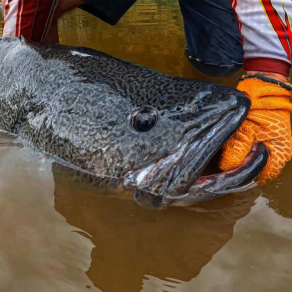Open Murray Cod Season