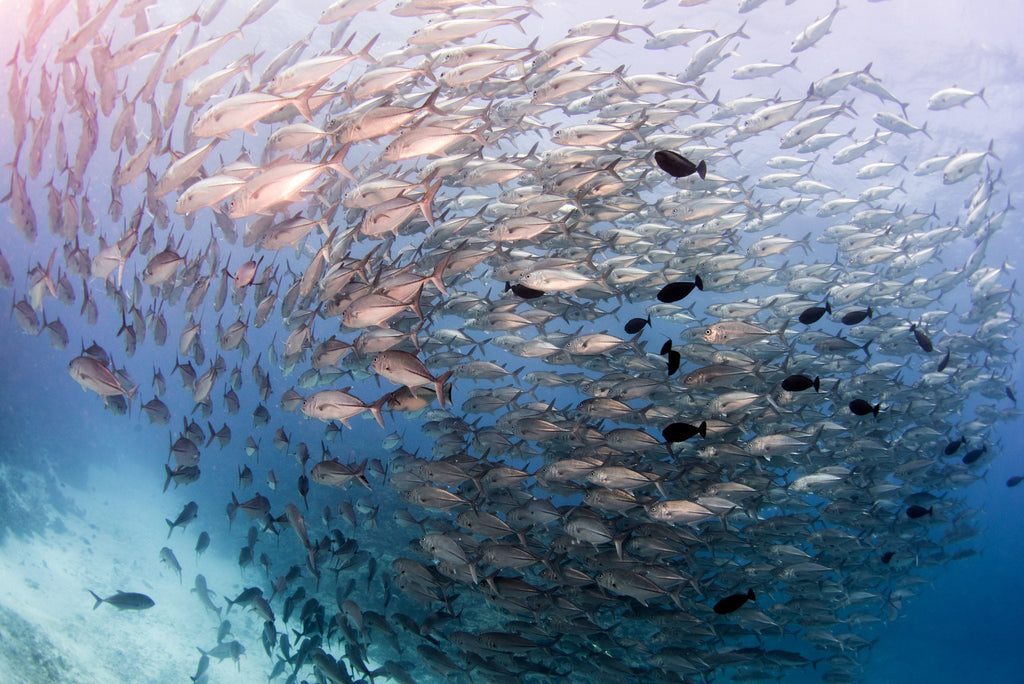 General Tips – Targeting schooling fish