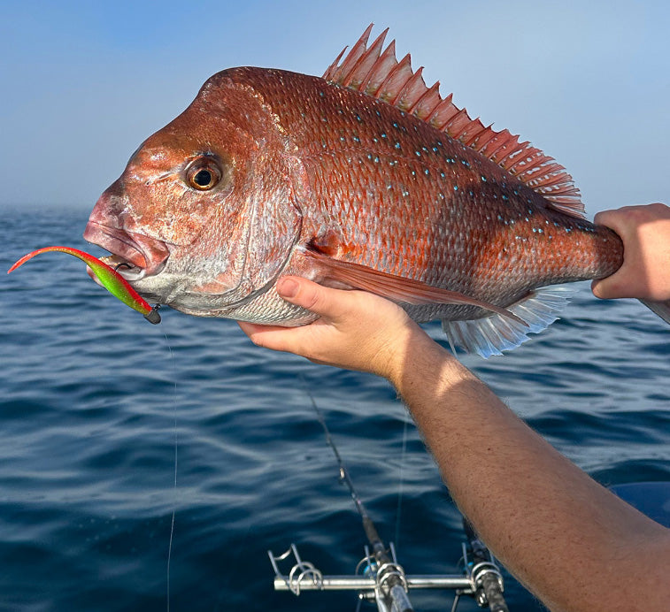 Snapper - Soft Plastic Luring Tips