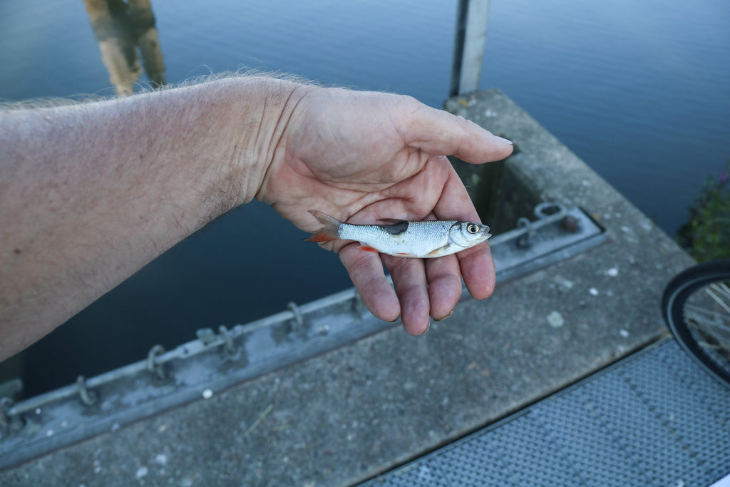 Live Bait – How to Use It