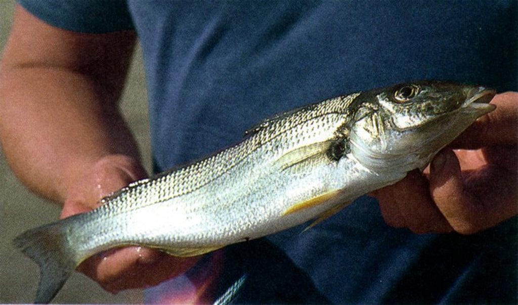 How to Catch South East Queensland’s Sand Whiting