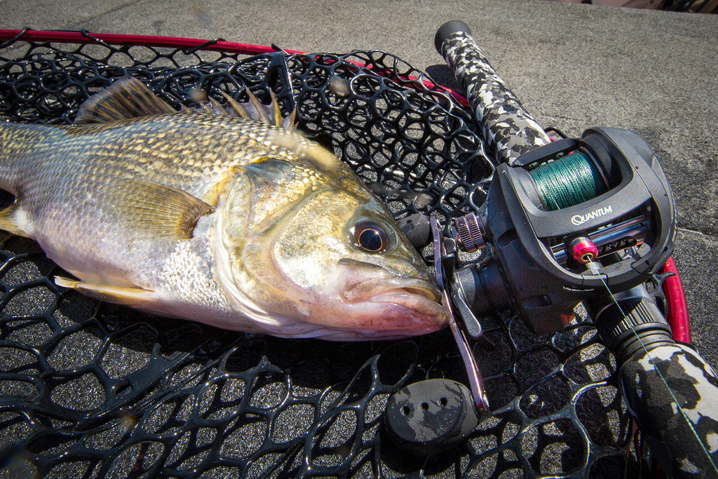 baitcaster combo australia Rovex JW Baitcast Combos Tackle World this is the combo for you Shimano Slx Bcf Baitcaster Combo