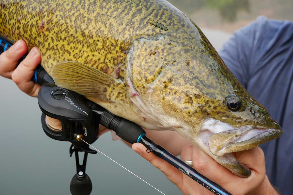 best baitcaster reels australia Shimano Curado K Baitcast Reel performance reel designed for serious anglers seeking reliability and precision in their fishing gear. Baitcaster Reels - The Fishing